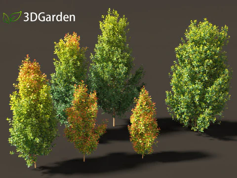 Syzygium paniculatum Backyard Bliss - Magenta cherry 01 3D Model