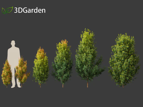 Syzygium paniculatum Backyard Bliss - Magenta cherry 01 3D Model