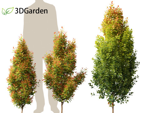 Syzygium paniculatum Backyard Bliss - Magenta cherry 01 3D-Modell