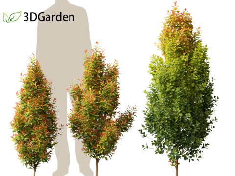 Syzygium paniculatum Backyard Bliss - Magenta cherry 01 3D Model