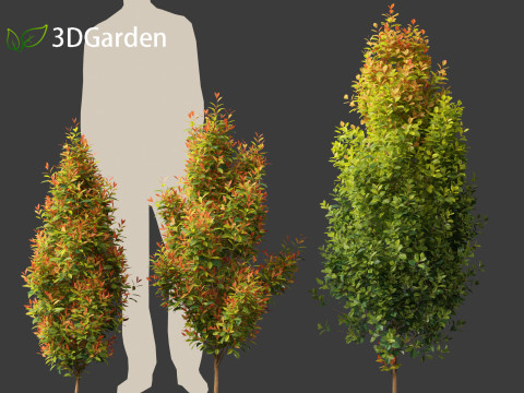 Syzygium paniculatum Backyard Bliss - Magenta cherry 01 3D-Modell