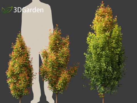 Syzygium paniculatum Backyard Bliss - Magenta cherry 01 3D Model