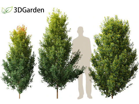 Syzygium paniculatum Backyard Bliss - Magenta cherry 01 3D Model