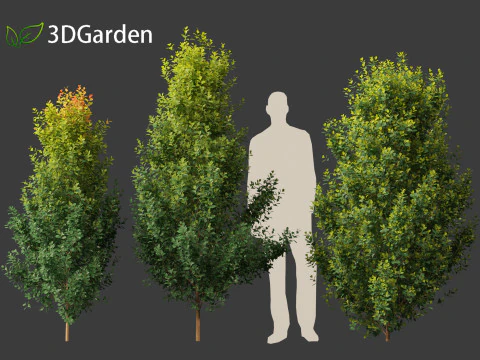 Syzygium paniculatum Backyard Bliss - Magenta cherry 01 3D Model