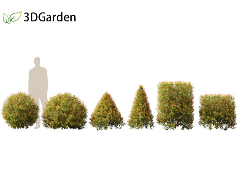 सिज़ीगियम पैनिकुलटम बैकयार्ड ब्लिस - मैजेंटा चेरी 02 3D मॉडल