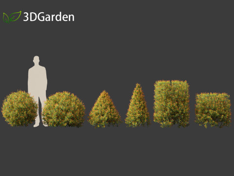 Syzygium paniculatum Backyard Bliss - Magenta cherry 02 Modello 3D