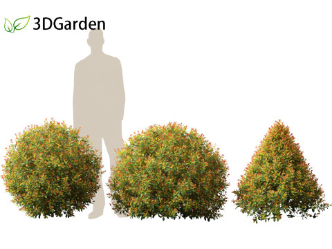 Syzygium paniculatum Backyard Bliss - Magenta cherry 02 Modello 3D