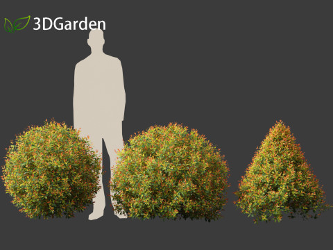 Syzygium paniculatum Backyard Bliss - Magenta cherry 02 Modello 3D