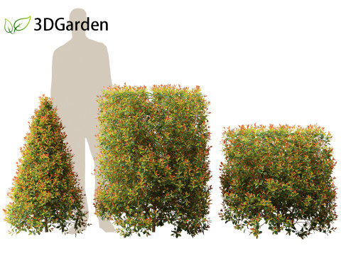Syzygium paniculatum Backyard Bliss - Magenta cherry 02 Modello 3D