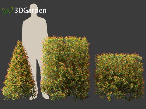 Syzygium paniculatum Backyard Bliss - Magenta cherry 02 Modello 3D