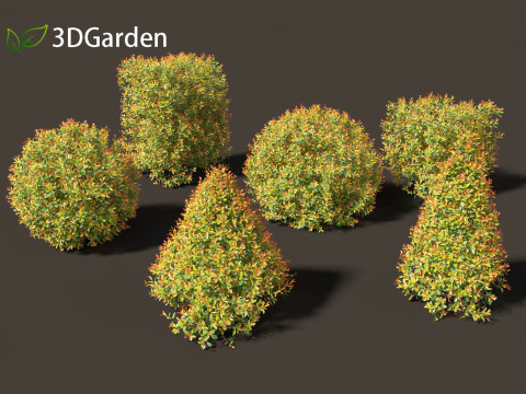 Syzygium paniculatum Backyard Bliss - Magenta cherry 02 Modello 3D
