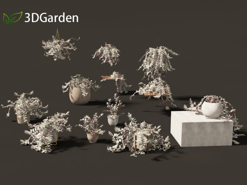 Tradescantia zebrina - Zebrina pendula 01 3D Модель