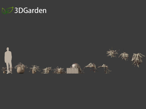 Tradescantia zebrina - Zebrina pendula 01 3D 모델