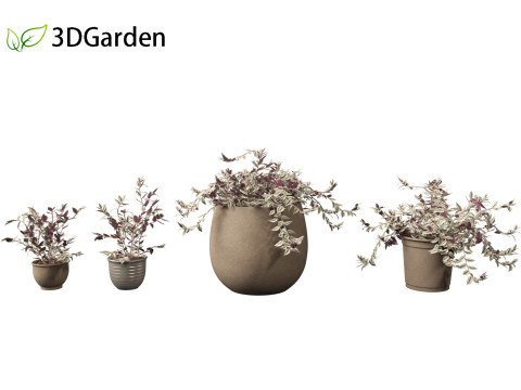 Tradescantia zebrina - Zebrina pendula 01 3D 모델