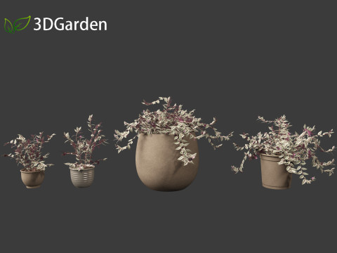 Tradescantia zebrina - Zebrina pendula 01 3D 모델