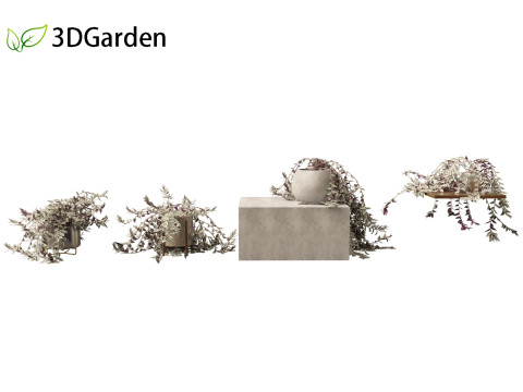 Tradescantia zebrina - Zebrina pendula 01 3D 모델