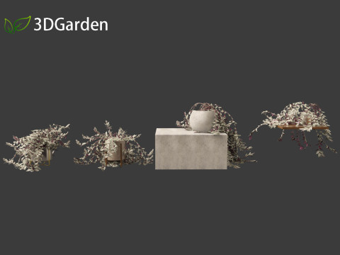 Tradescantia zebrina - Zebrina pendula 01 3D 모델