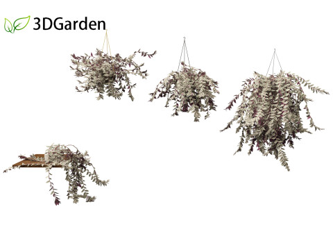 Tradescantia zebrina - Zebrina pendula 01 3D 모델