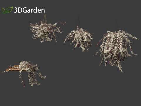 Tradescantia zebrina - Zebrina pendula 01 3D 모델