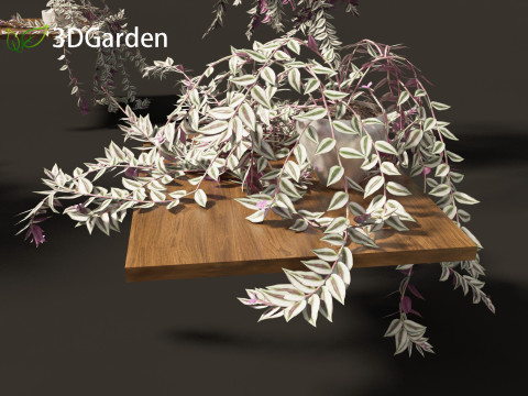 Tradescantia zebrina - Zebrina pendula 01 3D 모델