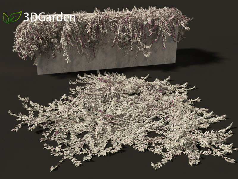 Tradescantia zebrina - Zebrina pendula 02 3D Model .c4d .max .obj .3ds .fbx .stl .blend 