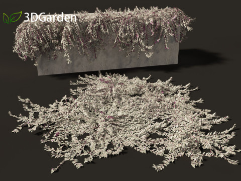 Tradescantia zebrina - Zebrina pendula 02 3D Модель