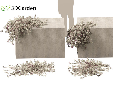 Tradescantia zebrina - Zebrina pendula 02 Modelo 3D