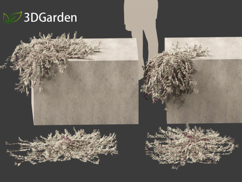 Tradescantia zebrina - Zebrina pendula 02 Modelo 3D