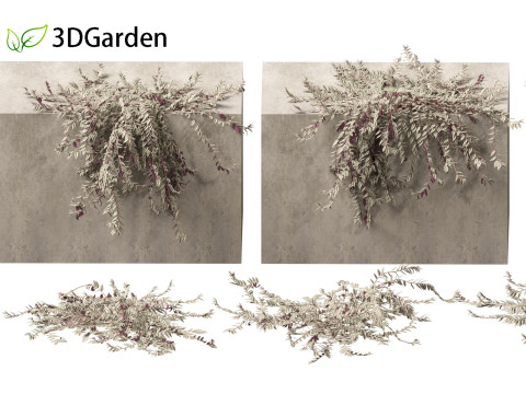 Tradescantia zebrina - Zebrina pendula 02 Modelo 3D