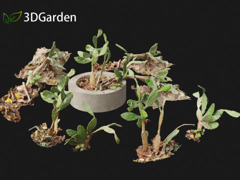 Opuntia - Prickly Pear Cactus Model 3D