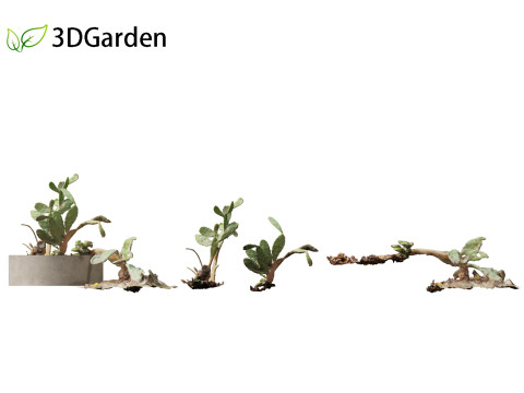Opuntia - Prickly Pear Cactus Model 3D