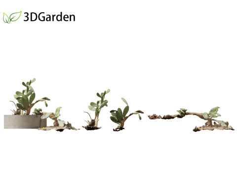Opuntia - Prickly Pear Cactus 3D Model
