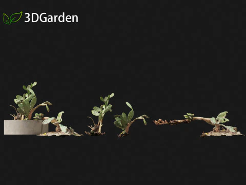 Opuntia - Prickly Pear Cactus 3D Model
