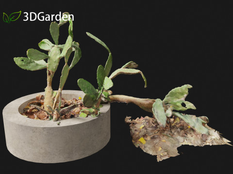 Opuntia - Prickly Pear Cactus Model 3D