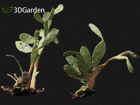 Opuntia - Prickly Pear Cactus 3D Model