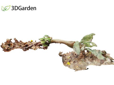 Opuntia - Prickly Pear Cactus Model 3D