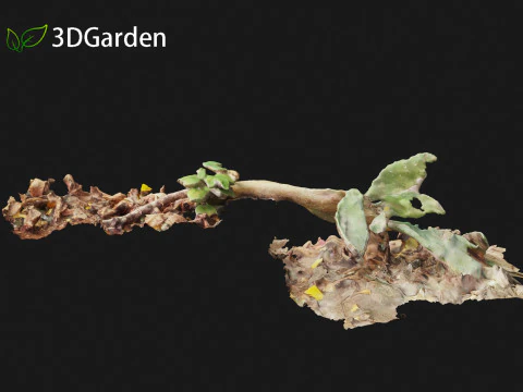 Opuntia - Prickly Pear Cactus 3D Model