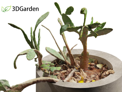 Opuntia - Prickly Pear Cactus Model 3D