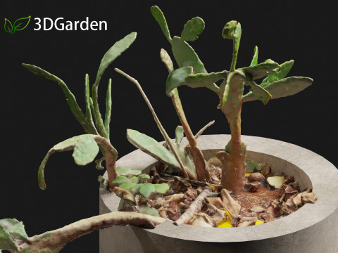 Opuntia - Prickly Pear Cactus Model 3D