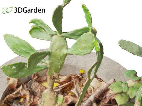 Opuntia - Prickly Pear Cactus 3D Model