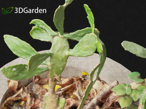 Opuntia - Prickly Pear Cactus 3D Model