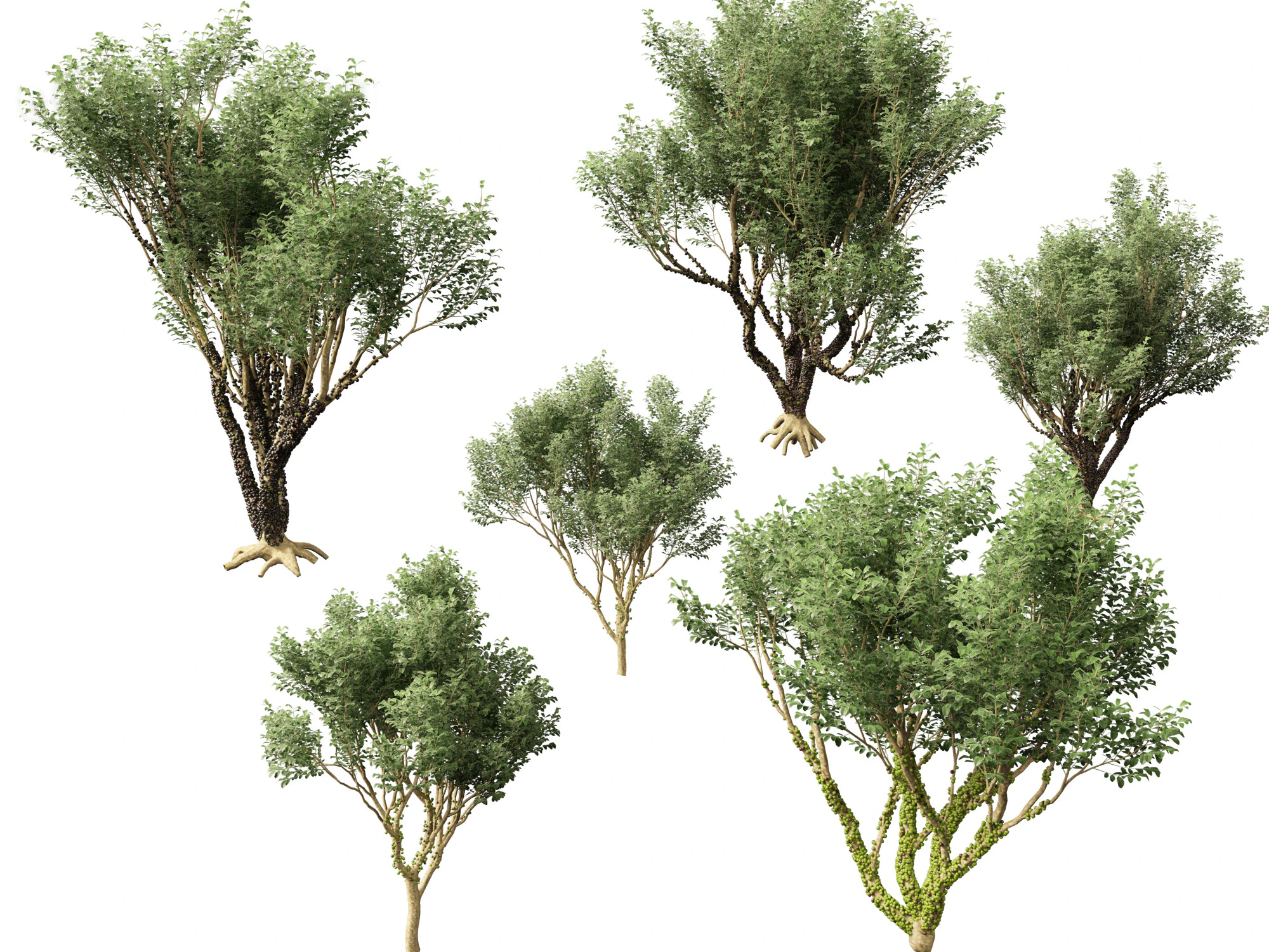 Plinia Cauliflora - Brazilian Grape Tree 3D Model .c4d .max .obj .3ds .fbx .stl .blend
