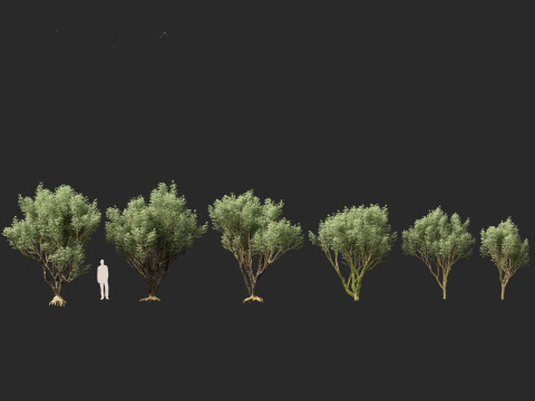 Plinia Cauliflora - Brazilian Grape Tree 3D 模型