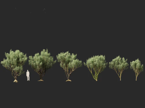 Plinia Cauliflora - Brazilian Grape Tree 3D Model