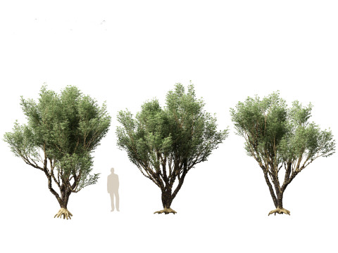 Plinia Cauliflora - Brazilian Grape Tree 3D 模型