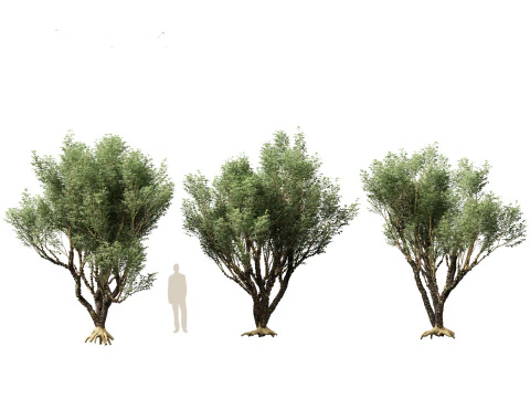 Plinia Cauliflora - Brazilian Grape Tree 3D Model