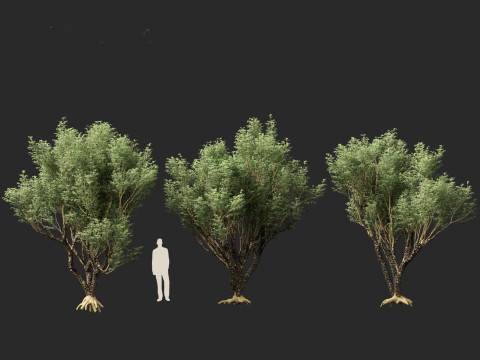 Plinia Cauliflora - Brazilian Grape Tree 3D 模型