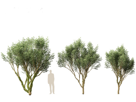 Plinia Cauliflora - Brazilian Grape Tree 3D 模型