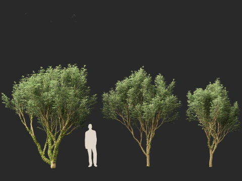 Plinia Cauliflora - Brazilian Grape Tree 3D Model