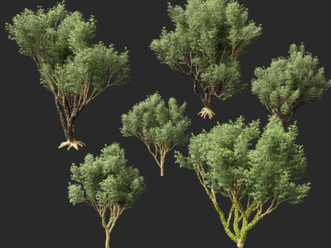 Plinia Cauliflora - Brazilian Grape Tree 3D Model